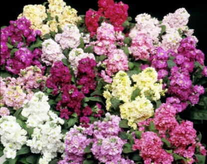 Picture of Stock - Cinderella Mixed